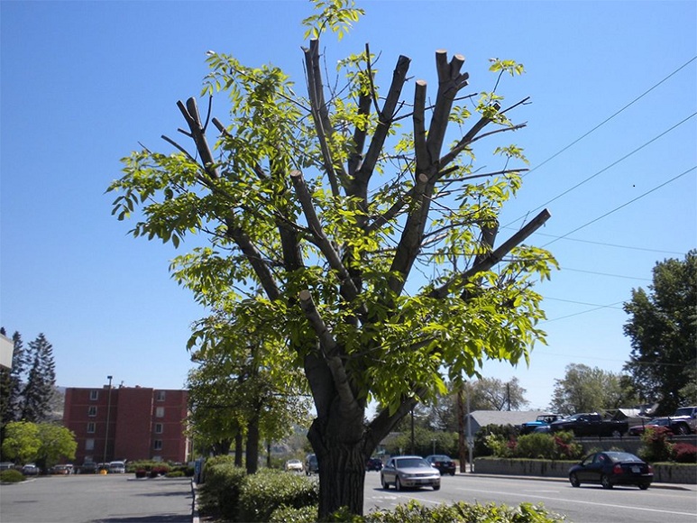 by arboriculture services avoid mistakes tree pruning topping trees