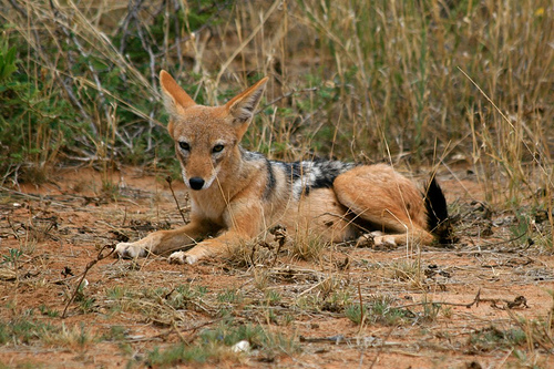 Jakal ~ Animals Images