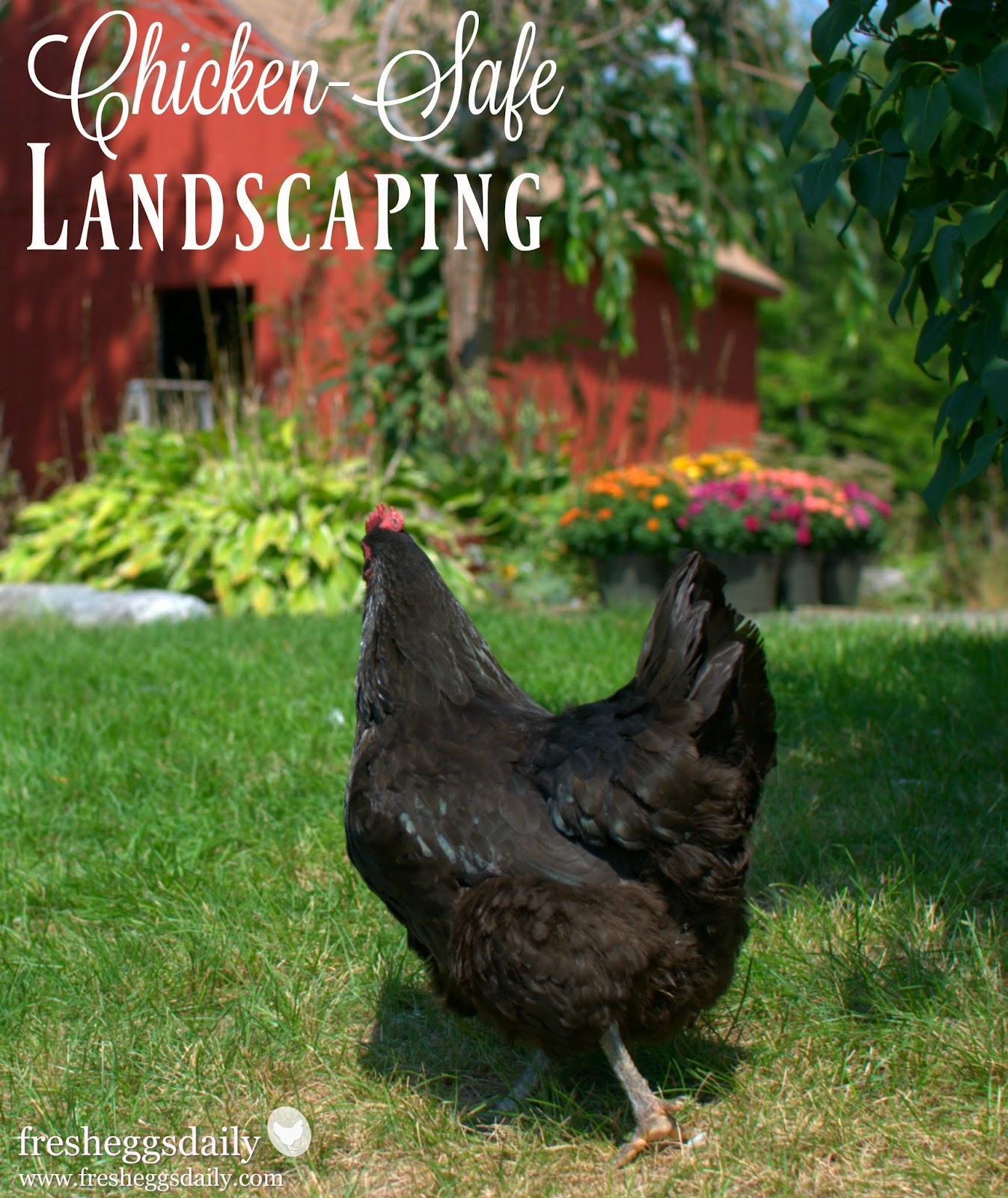ChickenFriendly Backyard Landscaping Fresh Eggs Daily® with Lisa Steele