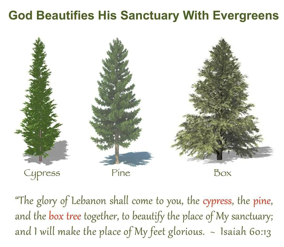 AS BEREANS DID Christmas FAQ