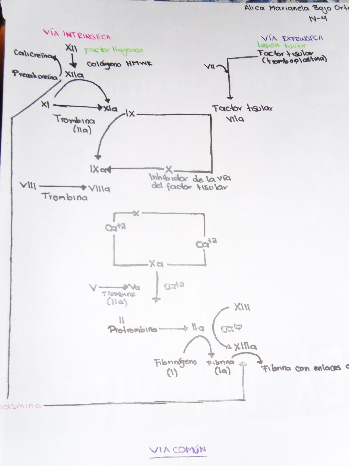 Fisiología Medica : ESQUEMA DE LA CASCADA DE LA COAGULACIÓN