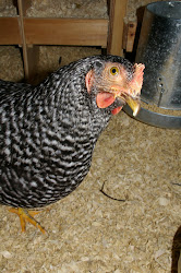 boredom buster chickens