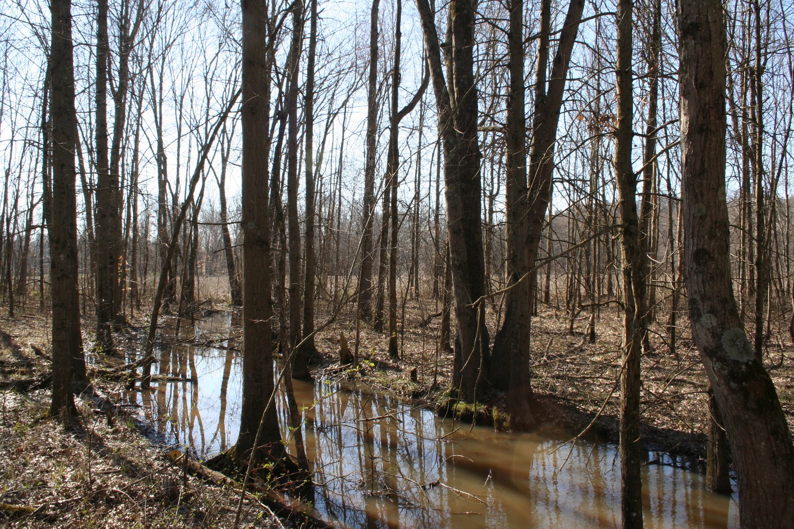 Ellettsville, IN Beanblossom Bottoms Nature Preserve Explore This City