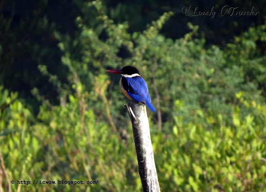 Black-capped kingfisher - Halcyon pileata