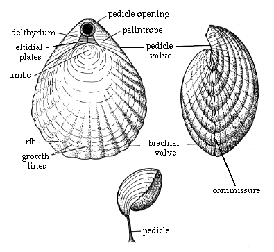 bivalve brachiopod brachiopoda morphology pelecypoda mollusk phylum fosil brachiopods anatomi difference cangkang fossils bivalves morfologi pedicle palaeo bezoeken ayo geologi