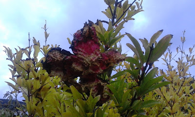 Pomegranate Open on Tree