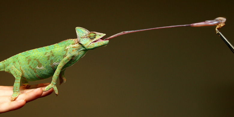 chameleon%2527s+long+sticky+tongue_MyClipta5.jpg