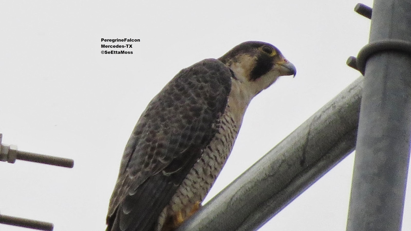 Peregrine Falcon in Texas