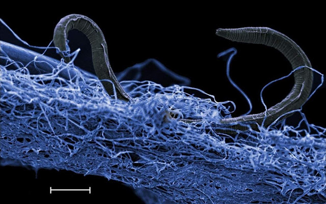 Scientists Reveal a Massive Biosphere of Life Hidden Under Earth's Surface