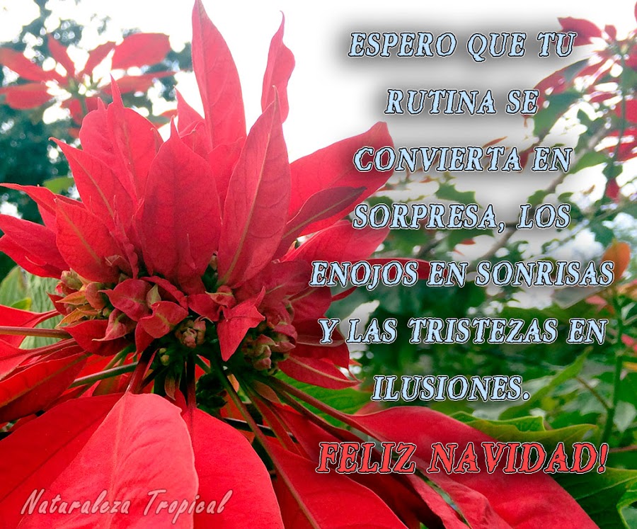 Espero que tu rutina se convierta en sorpresa, los enojos en sonrisas y las tristezas en ilusiones. ¡Feliz Navidad!