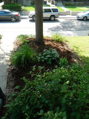 Little Italy Toronto Front Garden Cleanup after by Paul Jung Gardening Services Little Italy Toronto Front Garden Cleanup after by Paul Jung Gardening Services