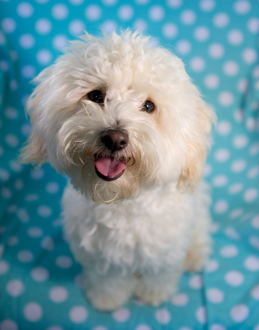 Shelter Dogs of Portland " ZIG ZAG " silly happy Bichon Frise