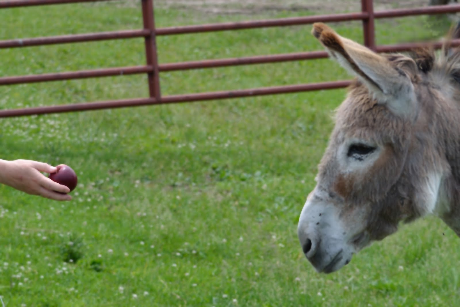 Rose Coloured Views Donkey and an Apple