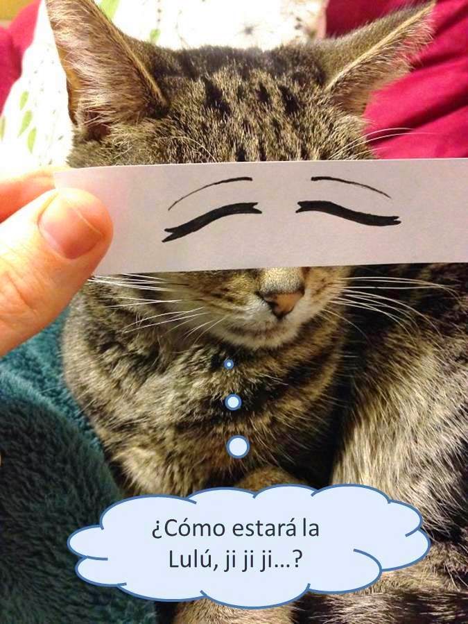 Lo que piensan los gatos...