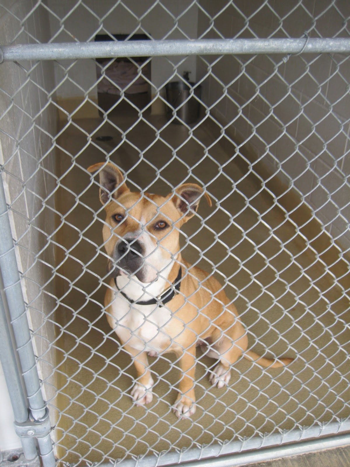 Good Dogs Allowed New Dog in the House Tips and Rules for