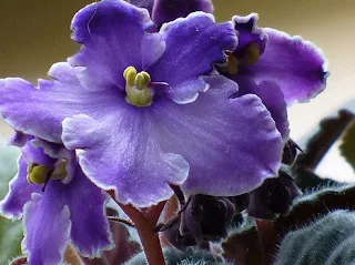 African violet