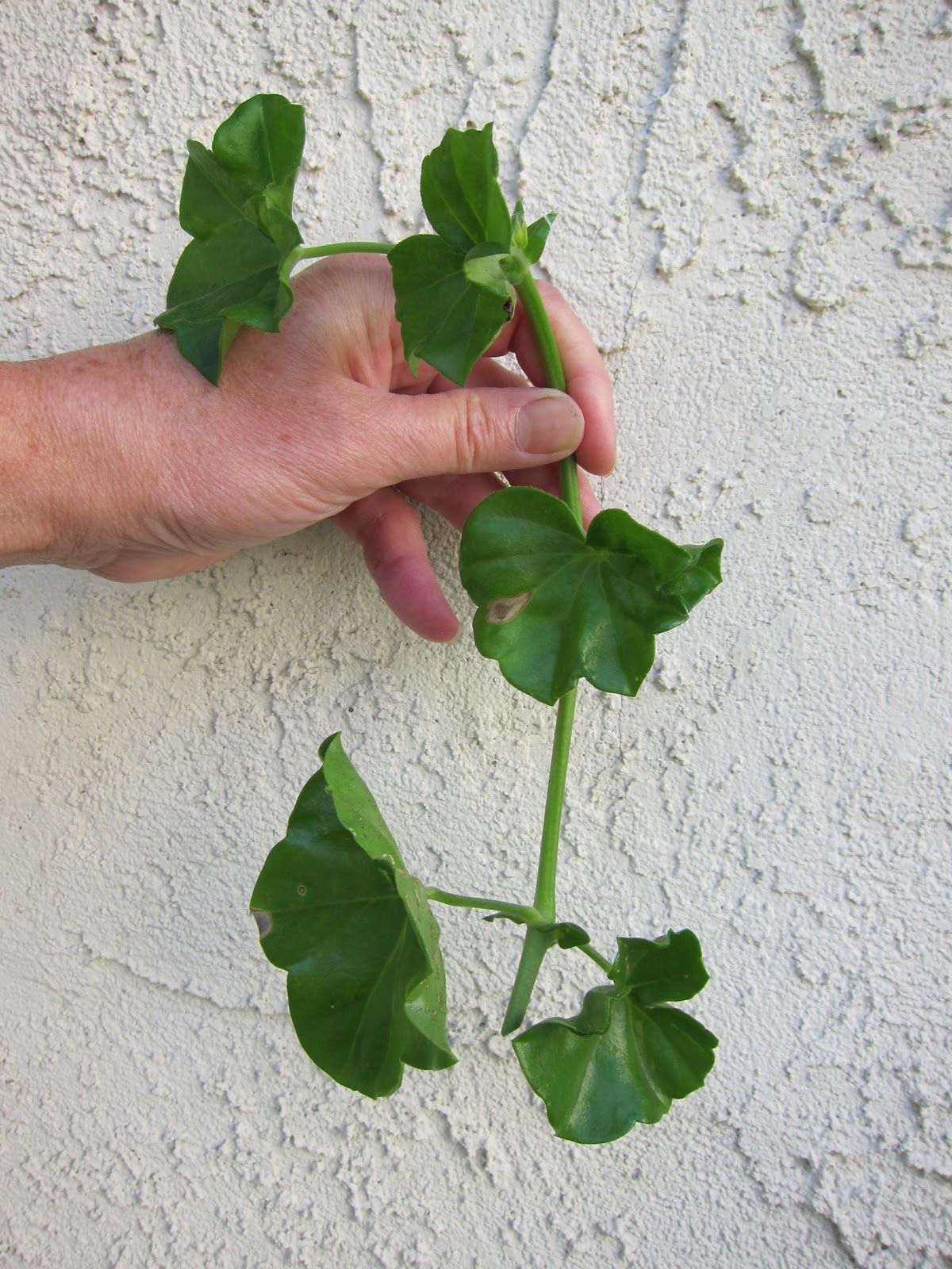 Baywire How to Propagate Plants Cheaply With Cuttings