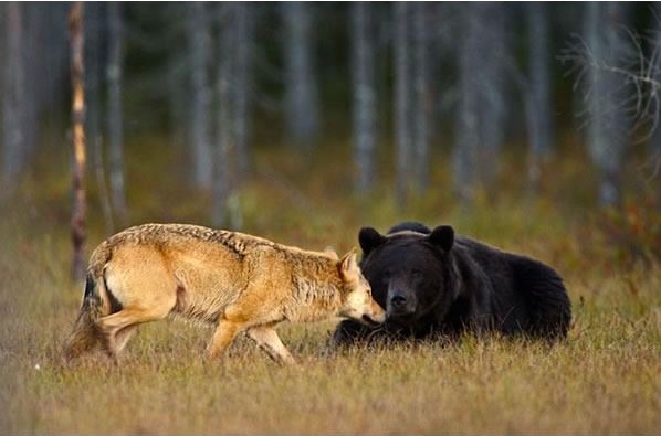 Beruang dan Serigala Ini Akan Mengajarkan Kita Apa Itu Persahabatan, Meskipun Fisik Mereka Berbeda