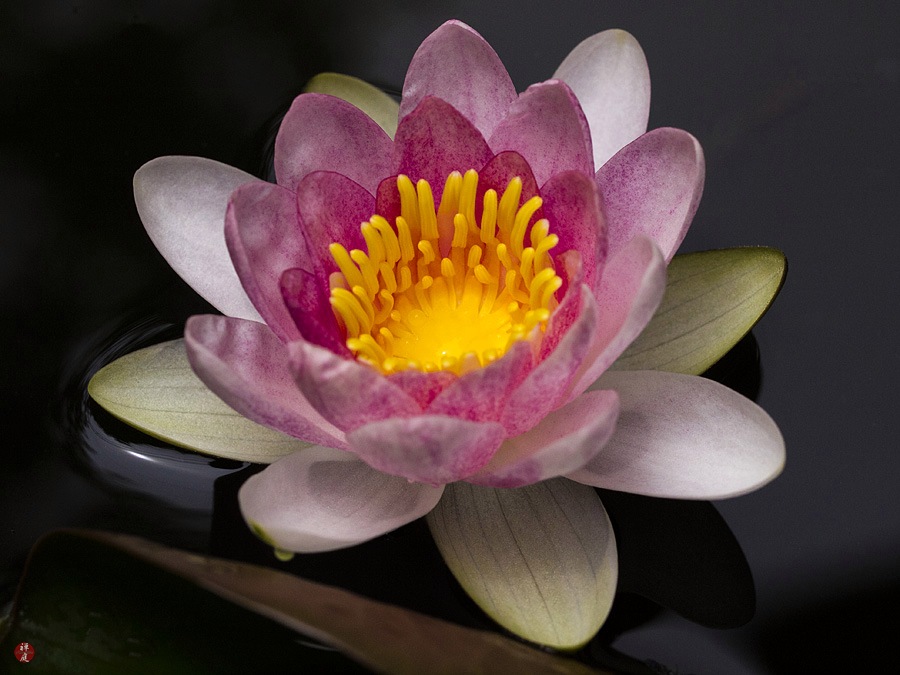 Powell Gardens Blog Good As Gold In The Landscape