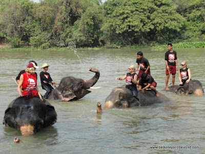 elephants in river at ElephantStay village in Ayutthaya, Thailand