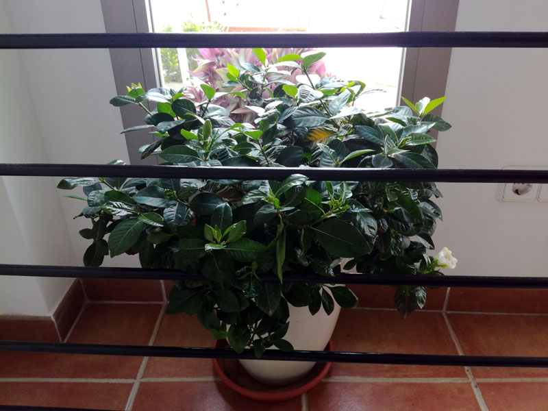 La mia gardenia ad agosto, in casa