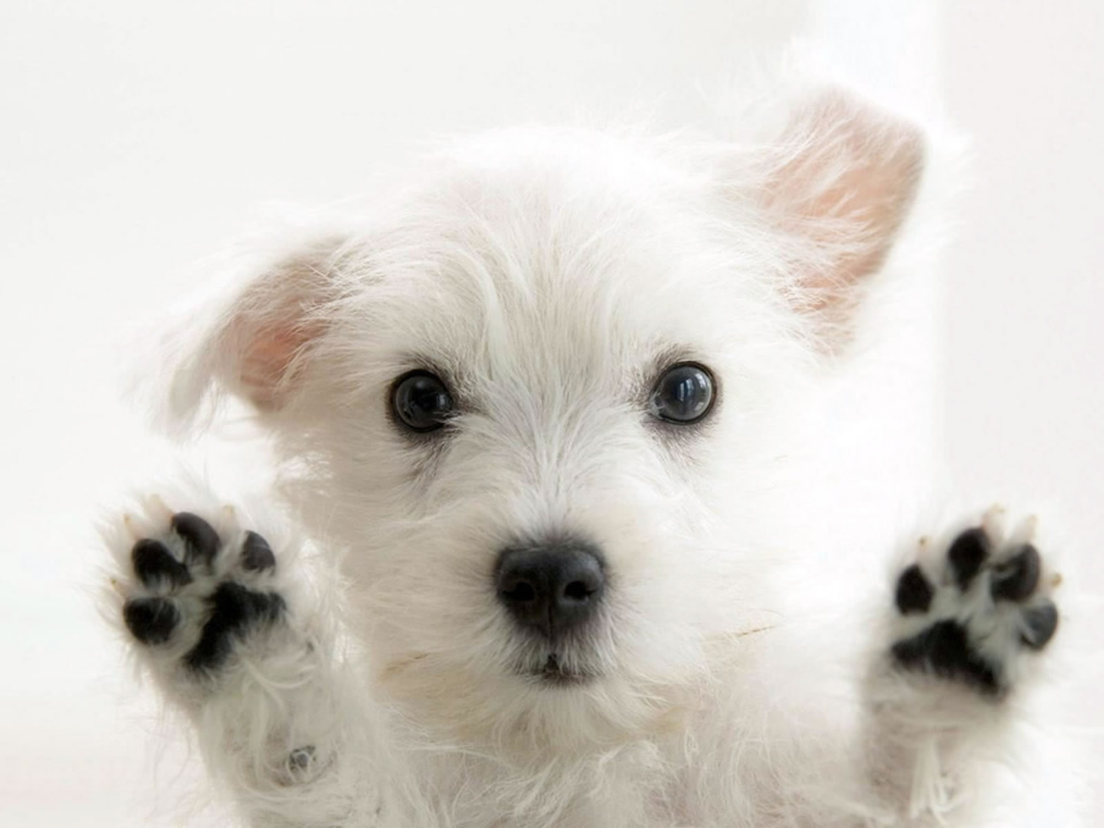 So Cute White Dog Photo Wallpaper | Dogs Wallpapers Backgrounds