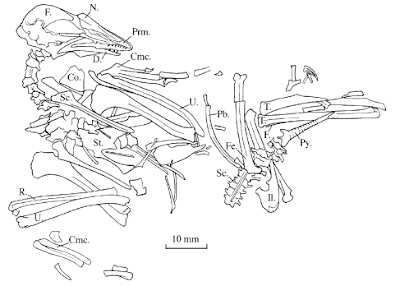Cathayornis skeleton