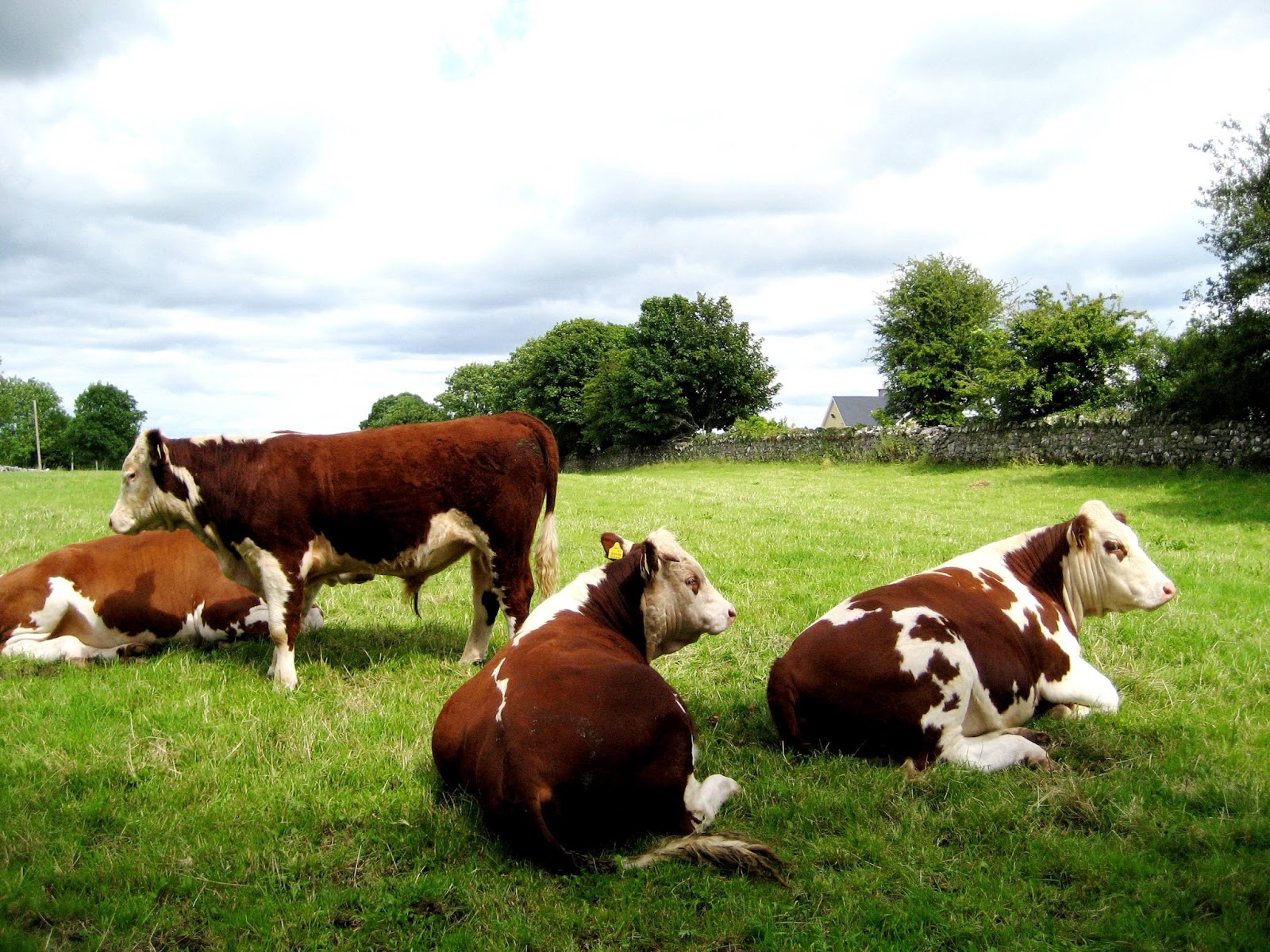 the-safe-food-handbook-eat-your-beef-while-you-can-afford-it