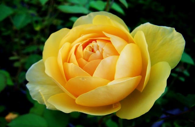 bunga mawar kuning