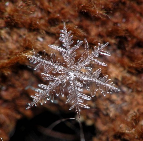 Clique Criativo Fotos microscópicas de flocos de neve