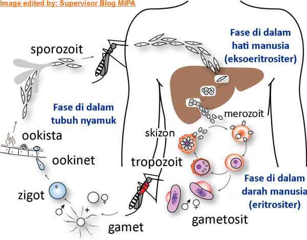 Gambar dan Tahapan Siklus daur fase Hidup Plasmodium penyebab penyakit malaria Di Tubuh Manusia & Nyamuk
