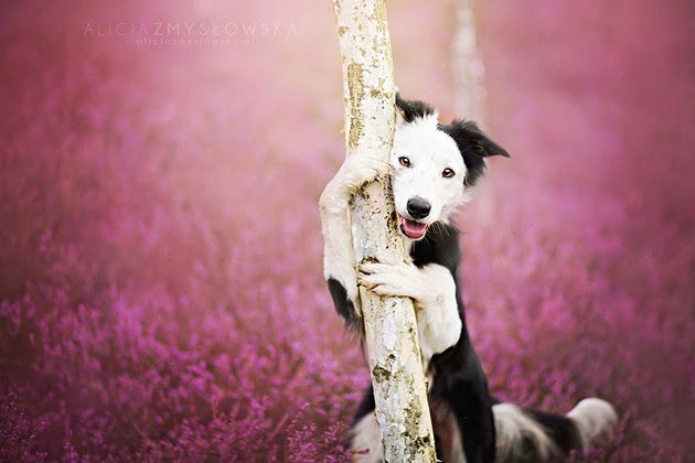 dog portrait photography,