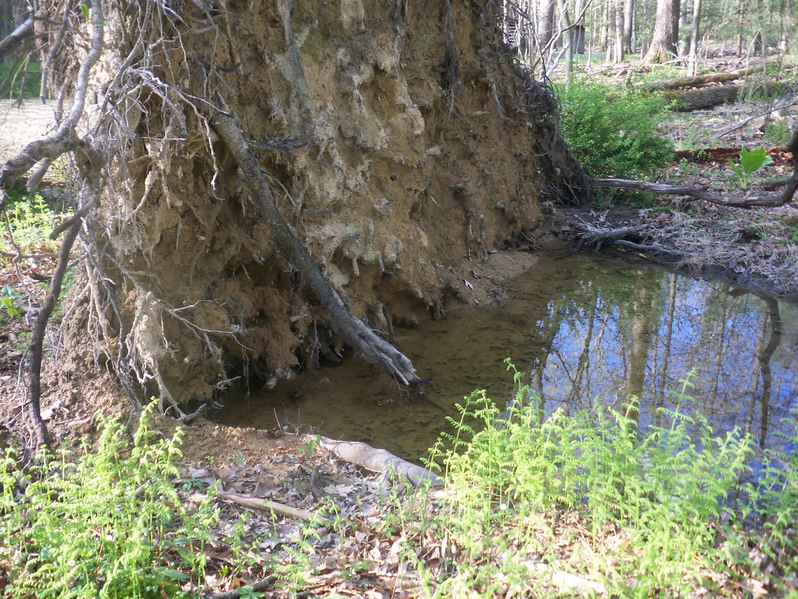 A Kid's Guide to Exploring Nature A Special Vernal Pool