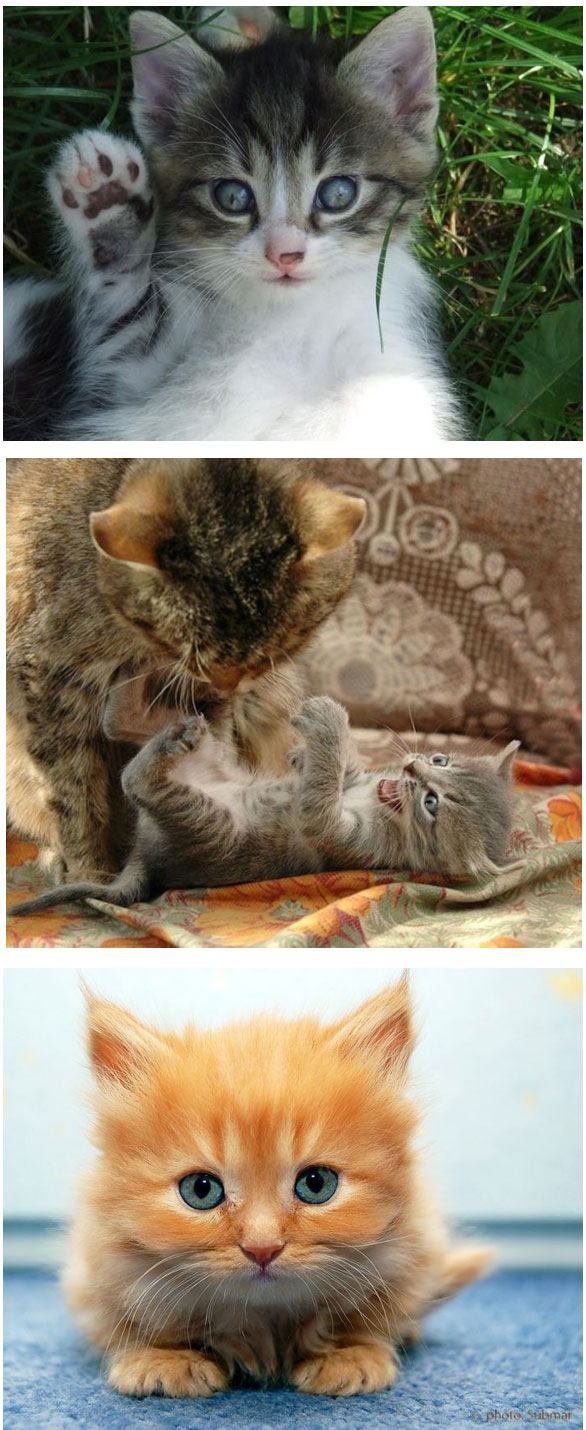 COMEL KOT Koleksi Gambar Kucing Yang Seriusly Comel 33 