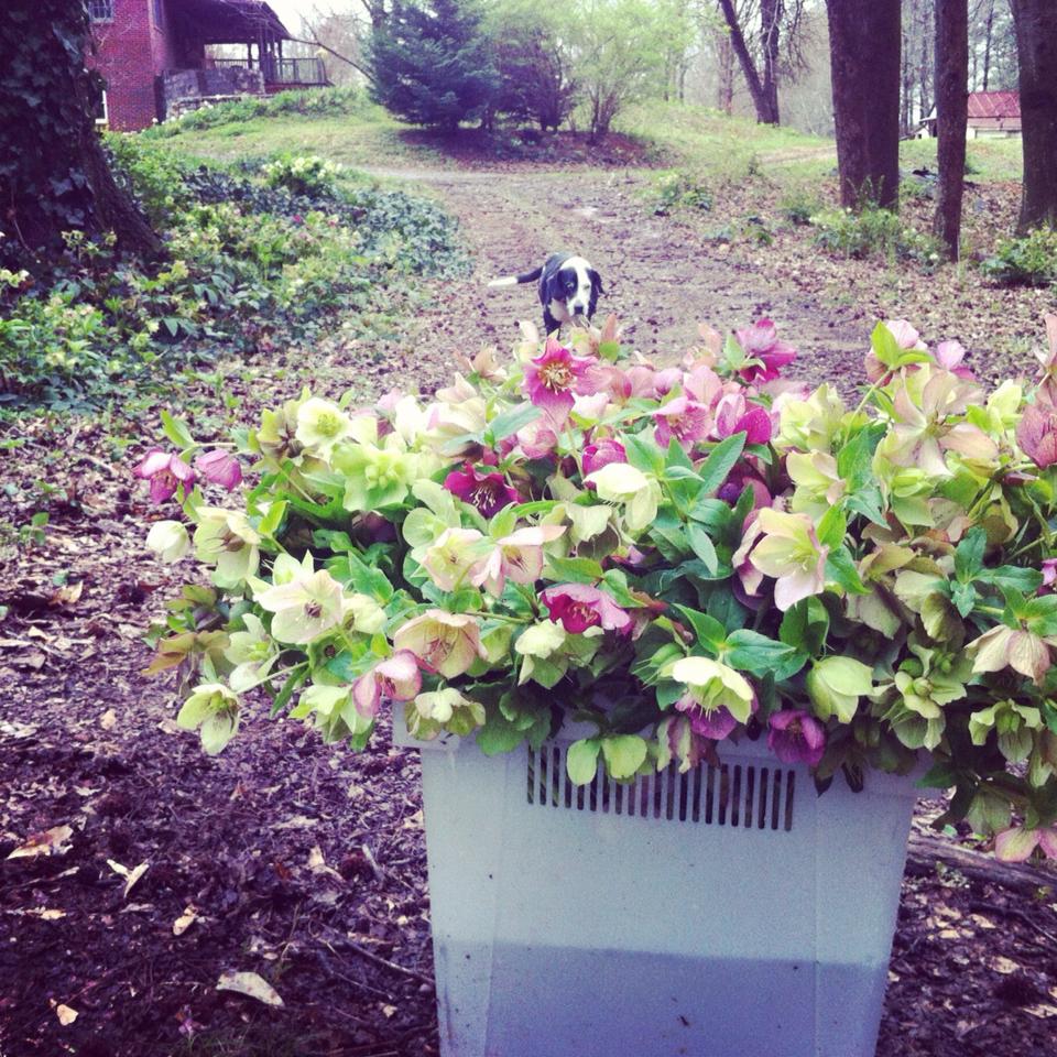 Lenten Roses Make Wonderful Cut Flowers
