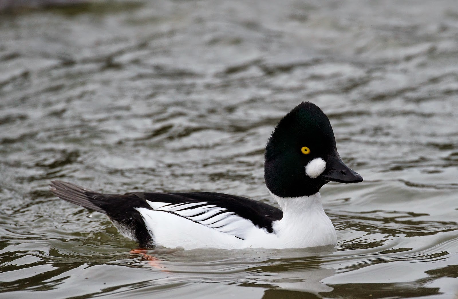 naturfoto-einar-hugnes-blant-laksender-og-andre-fugler-i-nidelva-i