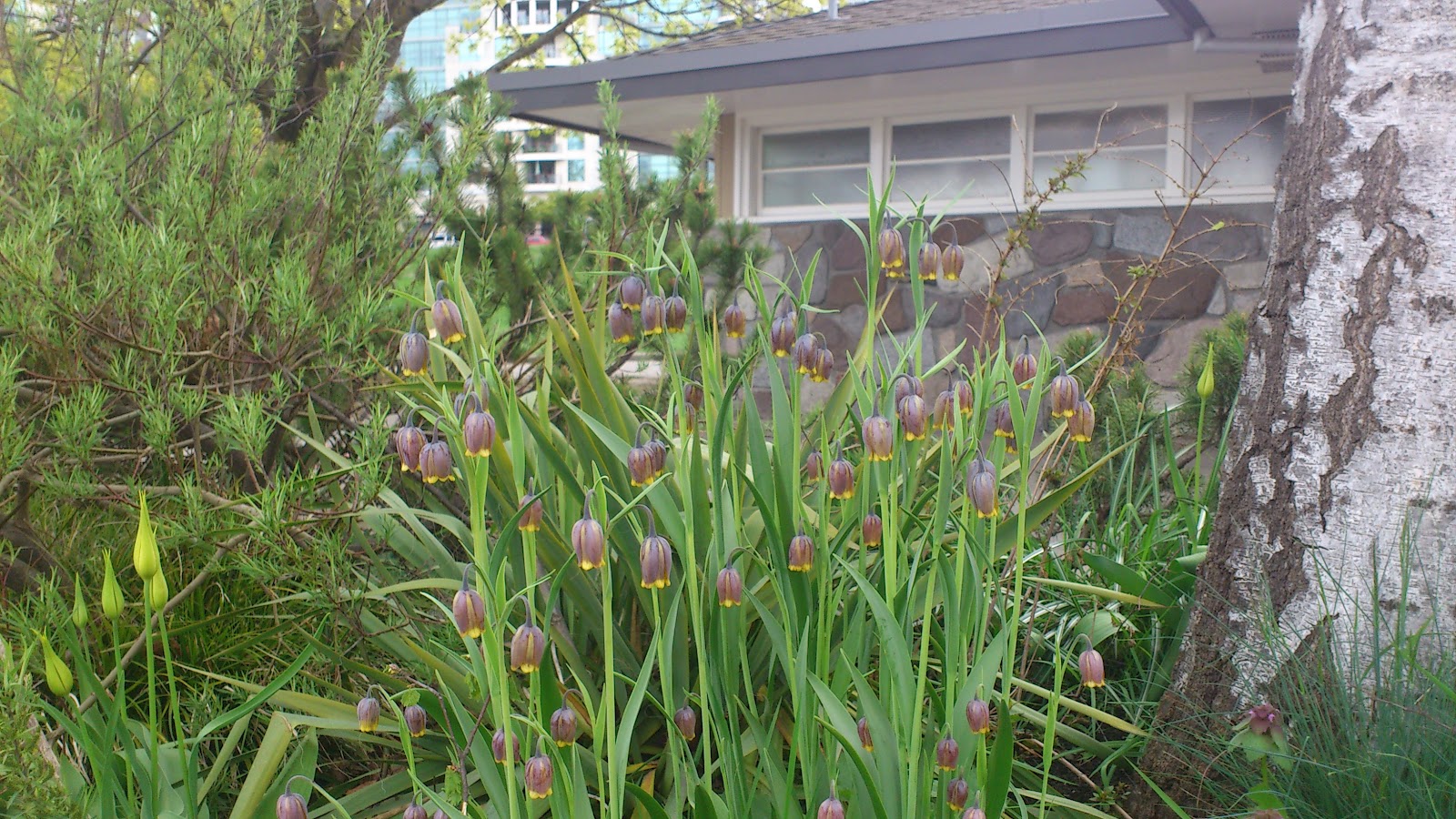 More Fun than a Barrel of Monkeys . . .