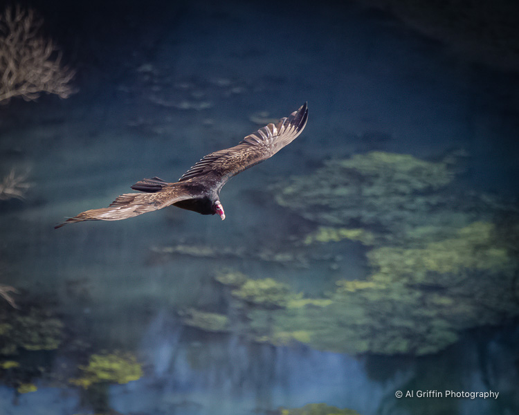 Our Eyes Upon Missouri Turkey Vultures Remembered for National Buzzard Day
