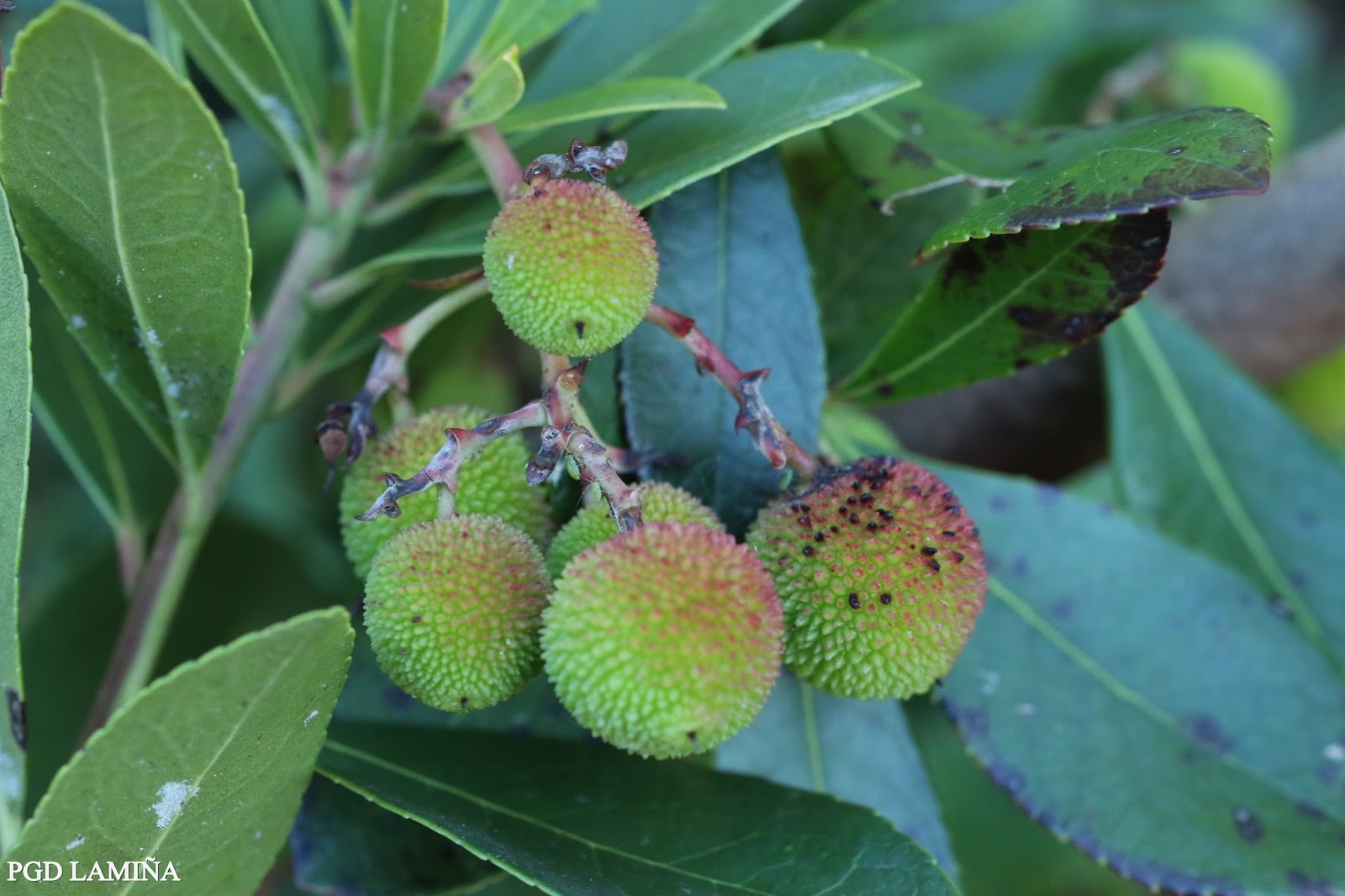 ARBUTUS UNEDO. madroño.