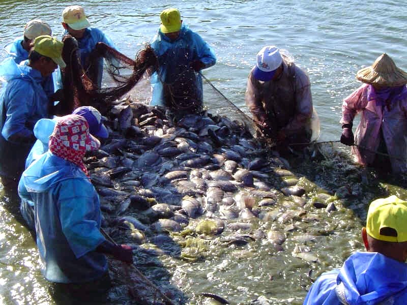 養殖漁業雙高 成熱門投資標的