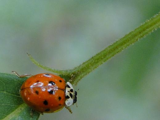 Sarzedo Ecologia: Joaninhas