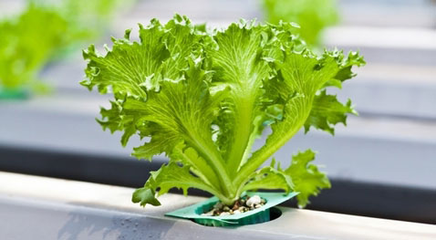 How to plant Deep Water Culture (DWC) Hydroponics System at home How to plant Deep Water Culture (DWC) Hydroponics System at home