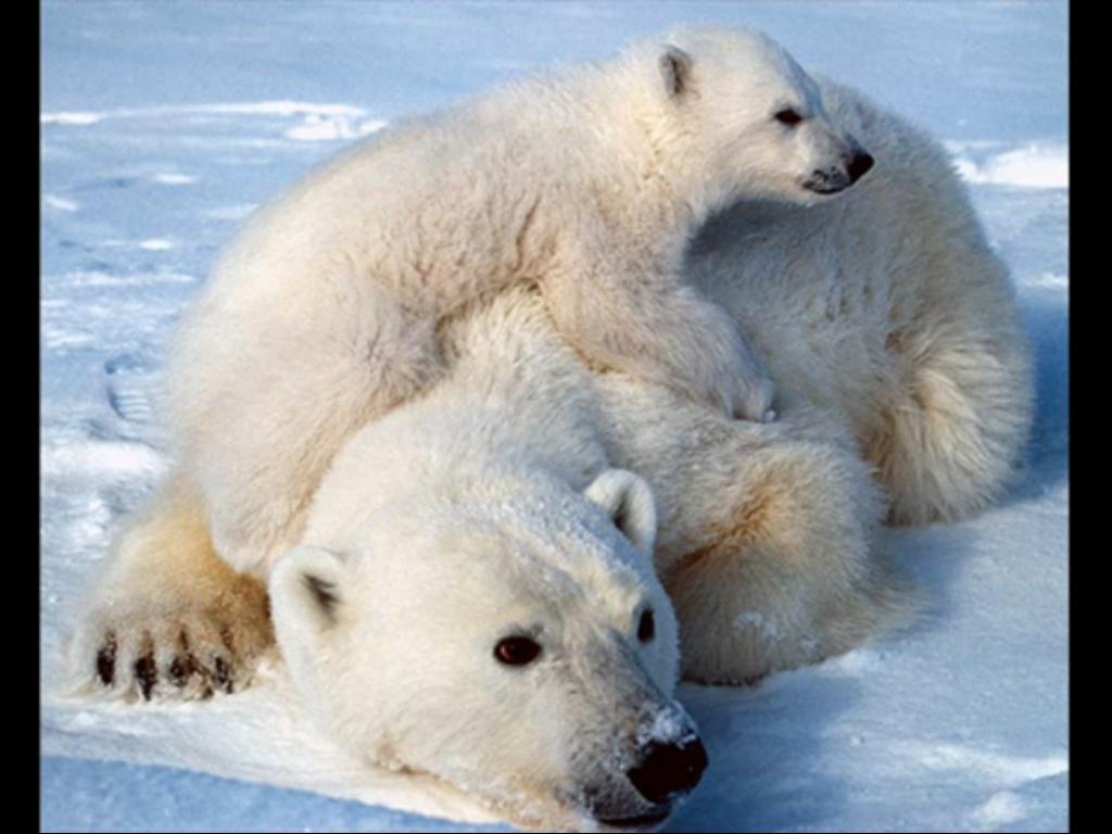The Polar Bear Cub Free National Geographic Pix