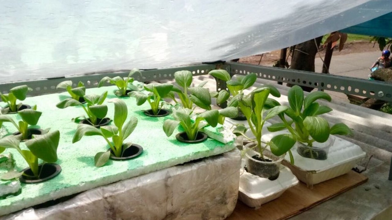 Cara Membuat Sistem Hidroponik Sederhana di Rumah untuk Pemula Cara Membuat Sistem Hidroponik Sederhana di Rumah untuk Pemula