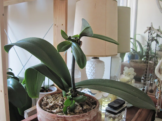 forumagel.com ORKİDE (Phalaenopsis) BAKIMI forumagel.com ORKİDE (Phalaenopsis) BAKIMI