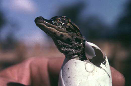 Animal Encyclopedia: Alligator Reproduction and Anatomy
