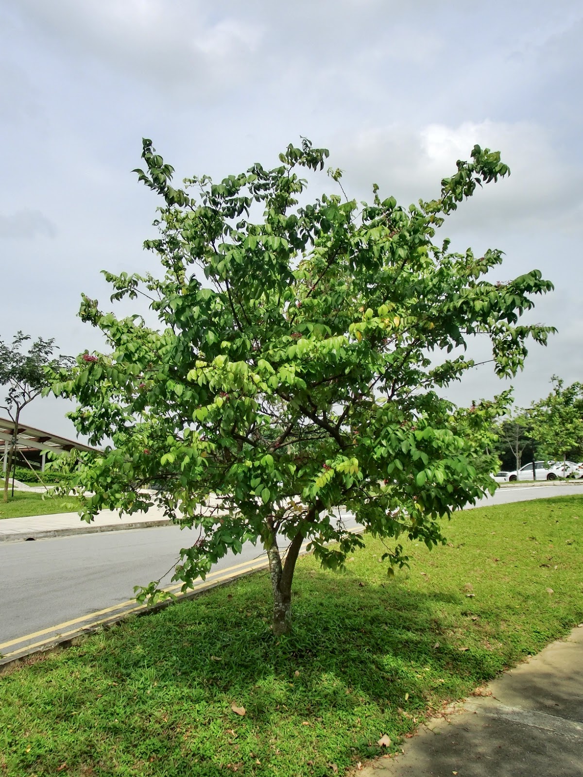 Riverine Parks Starfruit (Averrhoa carambola)