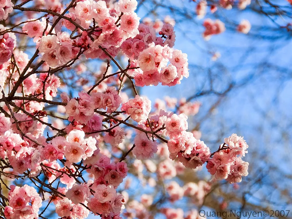 hoa đào đẹp cho mùa xuân sang