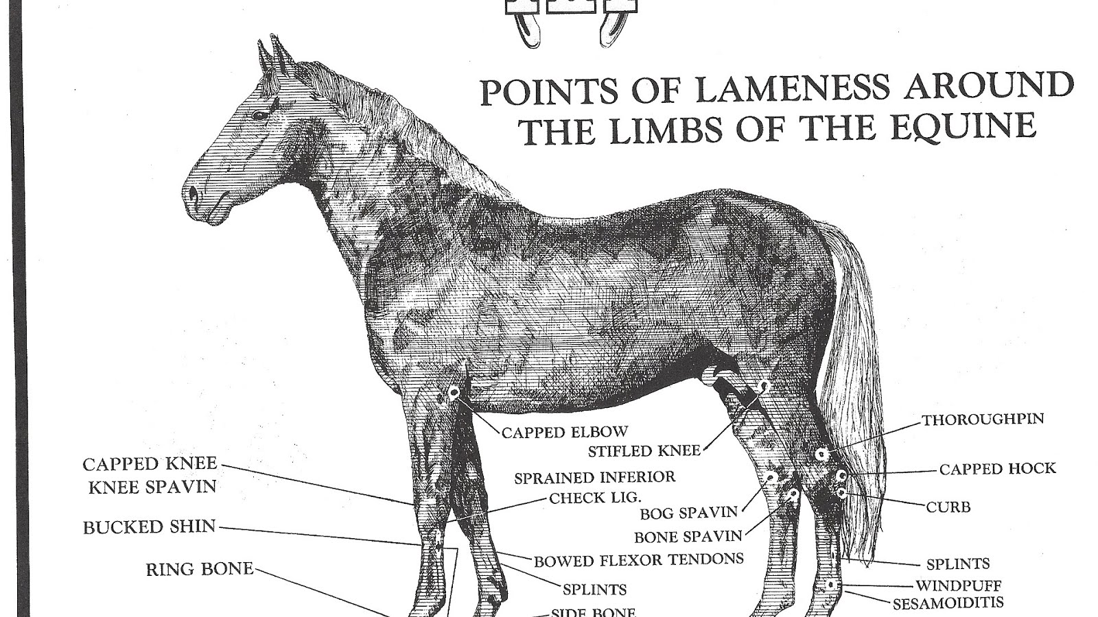 Lameness (equine) Horse Lameness Horse Choices Lameness (equine) Horse Lameness Horse Choices