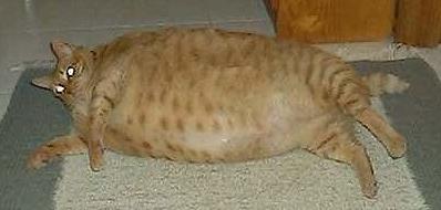 gato-gordo.jpg